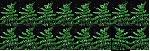 Fractal Fern